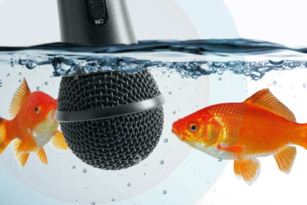 Fische in einem Aquarium mit Mikrofon